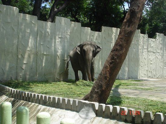 Dierentuin van Manila